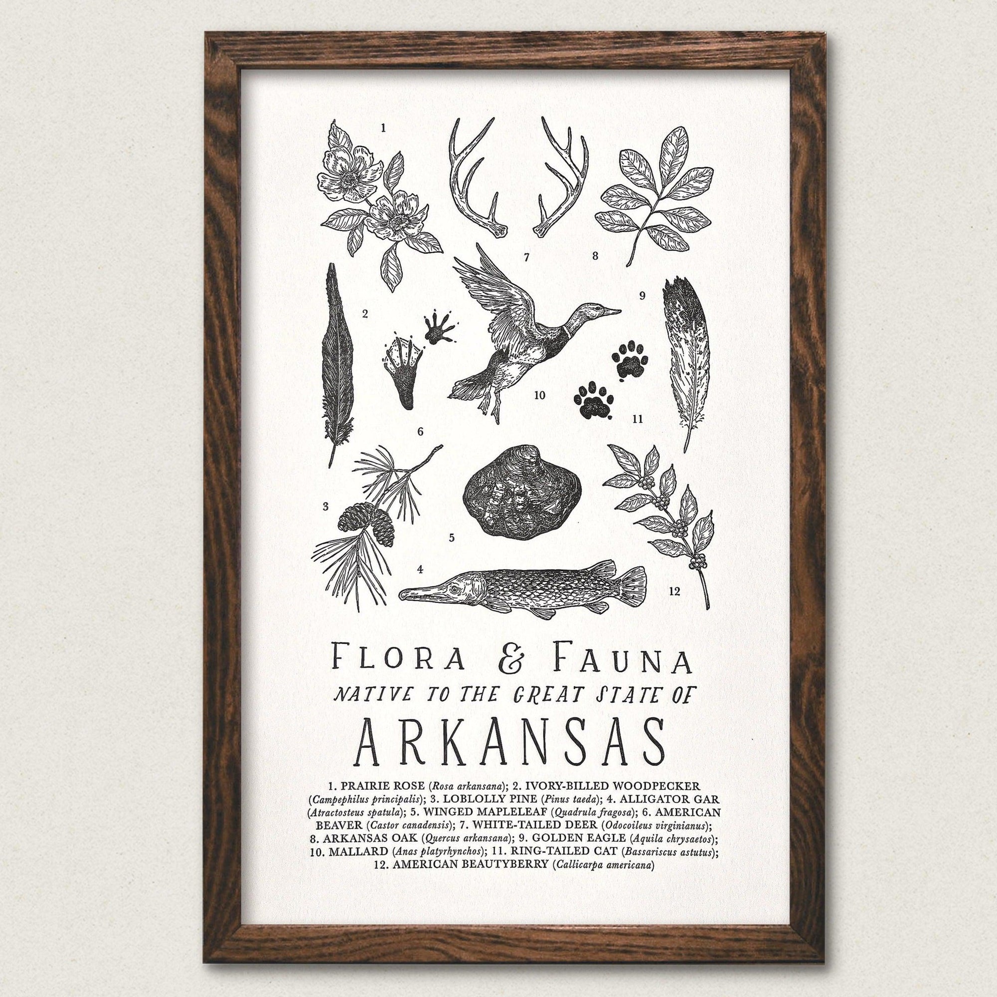 An Arkansas Field Guide Letterpress Art Print by The Wild Wander.
