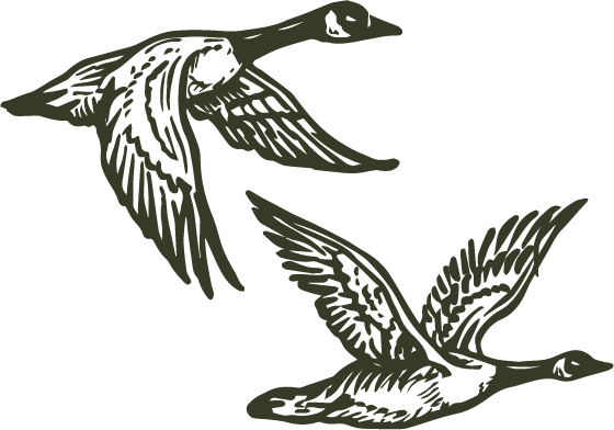 An illustration of two ducks in flight, with one duck positioned higher than the other.