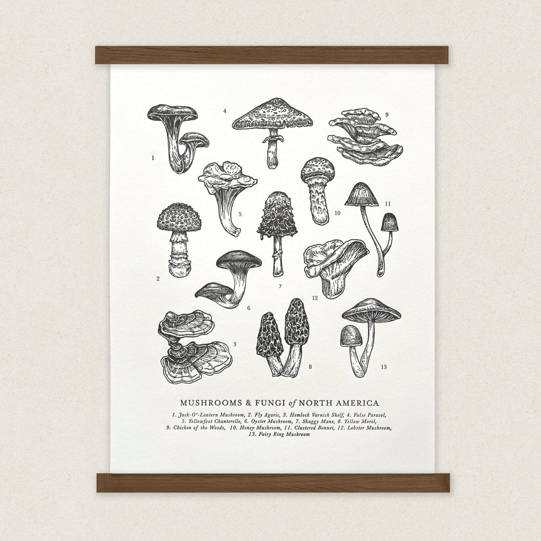 Mushrooms and Fungi of North America Letterpress Print