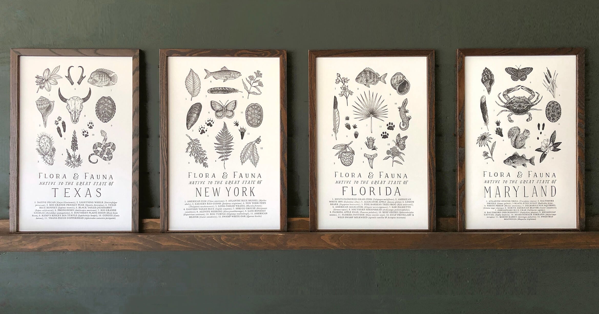 Four framed posters titled "Flora & Fauna Native to the Great State of" followed by Texas, New York, Florida, and Maryland, respectively. Each poster displays black-and-white illustrations of various plants and animals.