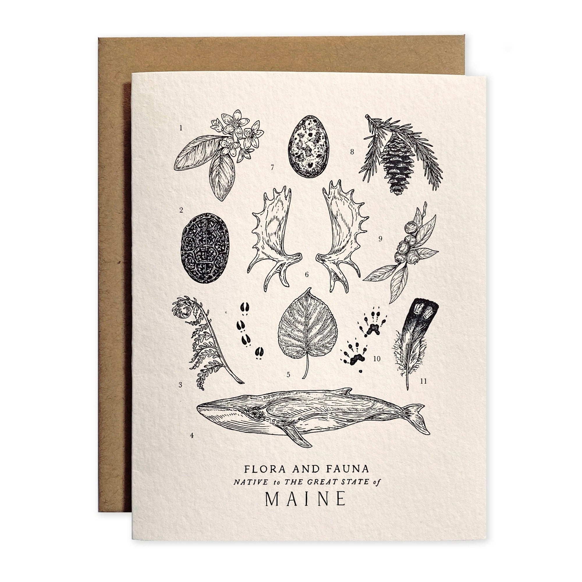 A Maine Field Guide Greeting Card with illustrations of plants and animals from The Wild Wander.