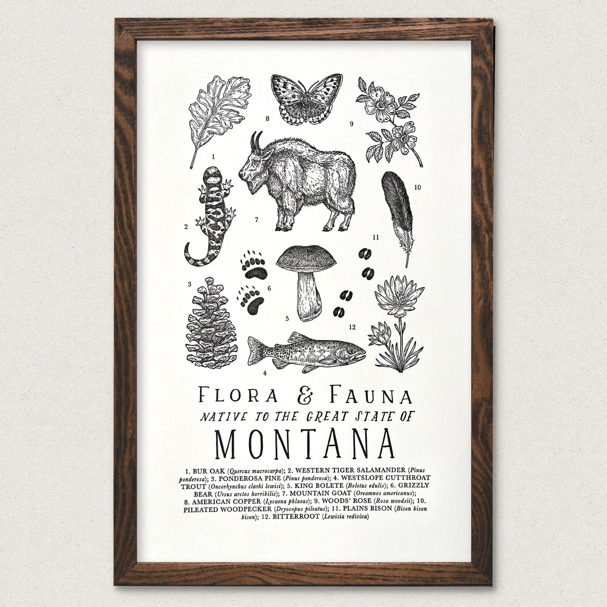 A Montana Field Guide Letterpress Print of various animals and plants by The Wild Wander.