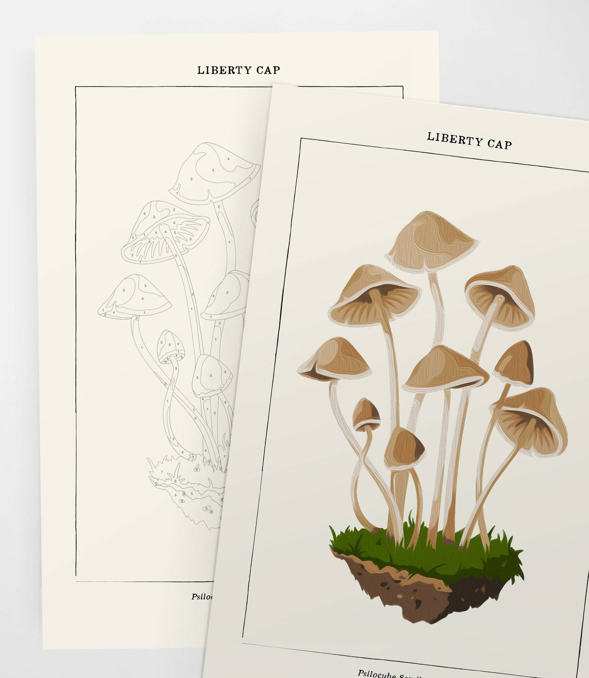 Mushroom Botanical | Modern Paint By Numbers Kit