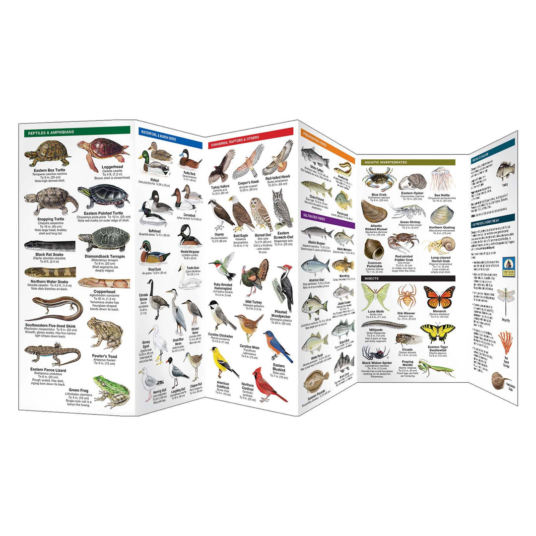 Chesapeake Bay Wildlife Nature Guide
