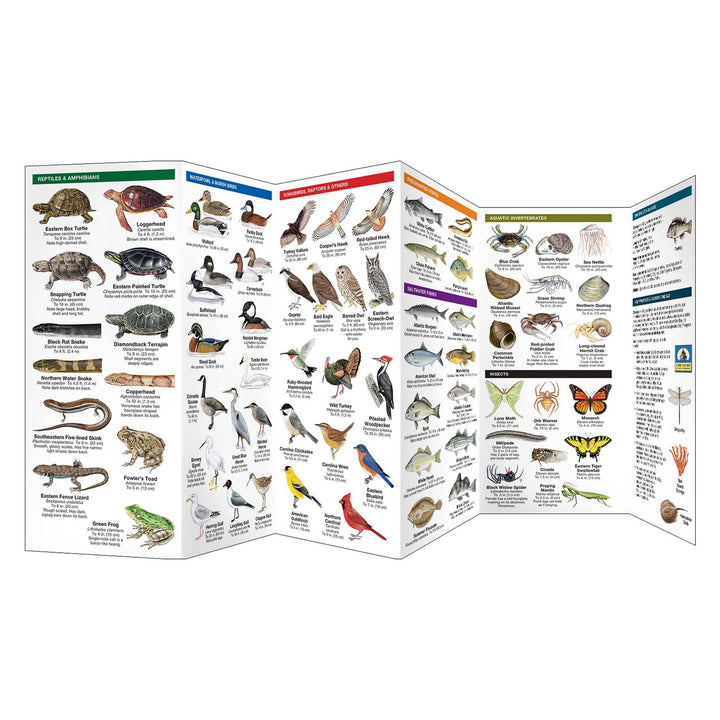 Chesapeake Bay Wildlife Nature Guide