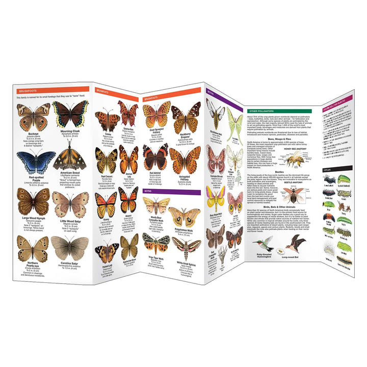 Virginia Butterflies & Pollinators Nature Guide