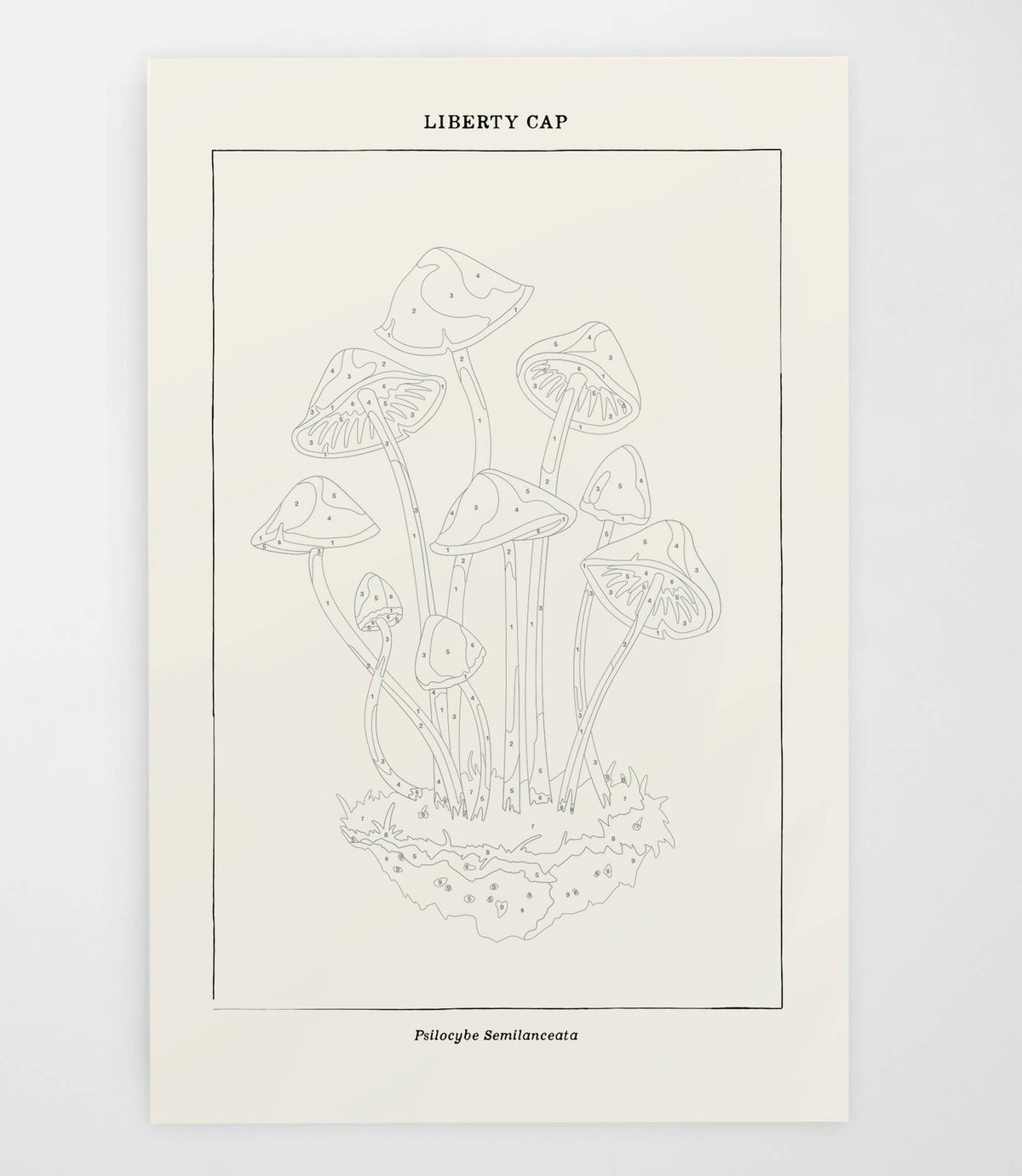 Mushroom Botanical | Modern Paint By Numbers Kit