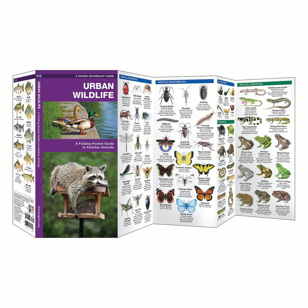 Urban Wildlife Nature Guide