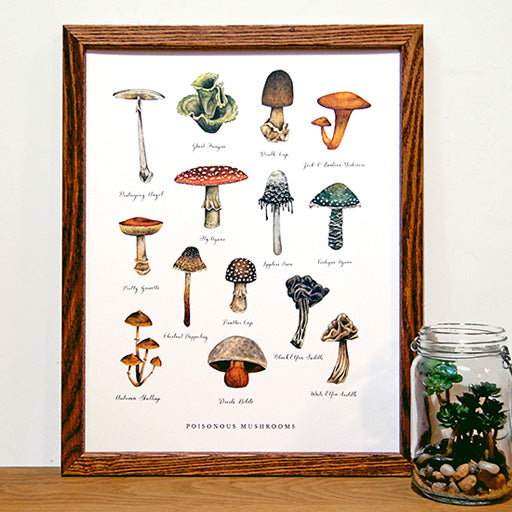 Framed artwork depicting various types of poisonous mushrooms with labeled illustrations. A glass jar containing moss and stones is placed beside the frame.