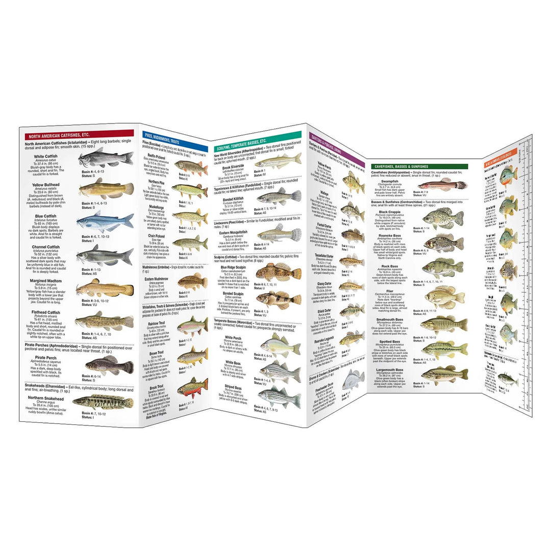 Virginia Freshwater Fishes Nature Guide