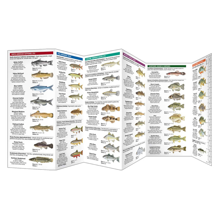 Virginia Freshwater Fishes Nature Guide