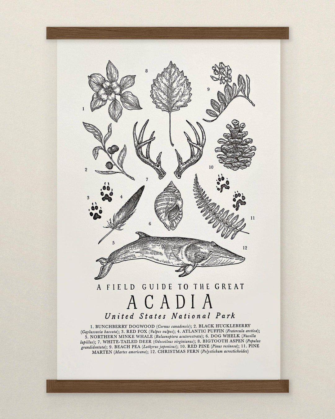 The Wild Wander Acadia National Park Field Guide Art Print