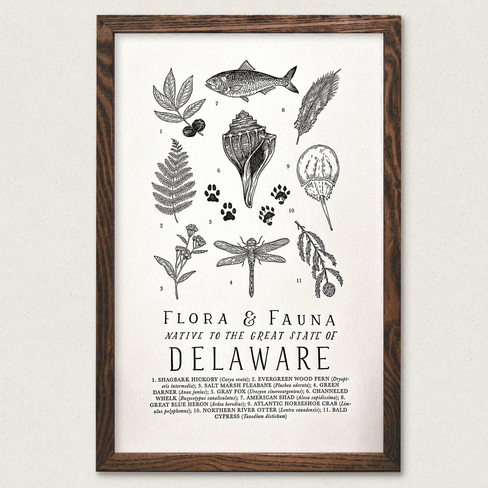Flora and fauna Delaware Field Guide Letterpress Print by The Wild Wander.