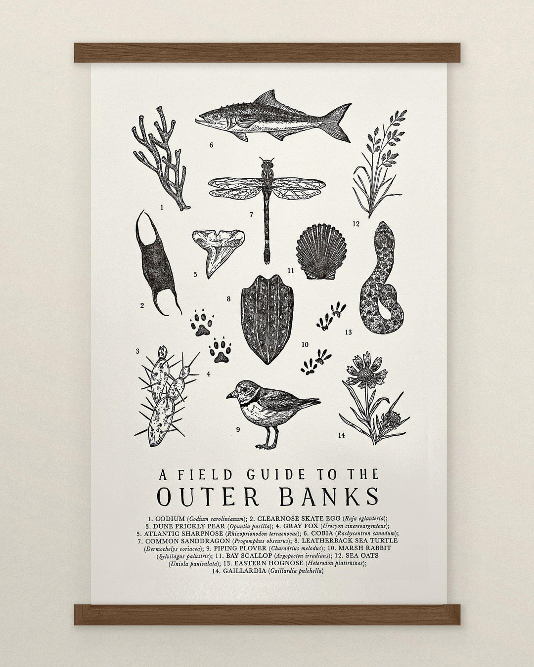 A Field Guide to the Outer Banks Print created by The Wild Wander, that says "a guide to the outer banks".