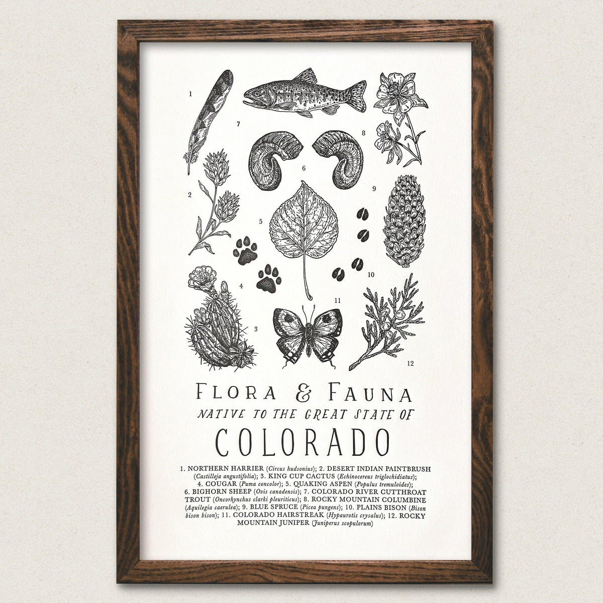 A Colorado Field Guide Letterpress Print by The Wild Wander featuring various plants and animals.