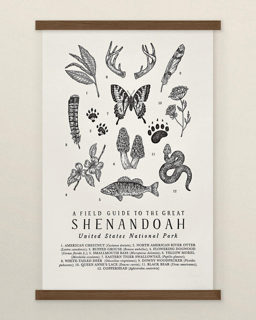 Field guide to the great Shenandoah National Park Field Guide Letterpress Print by The Wild Wander.