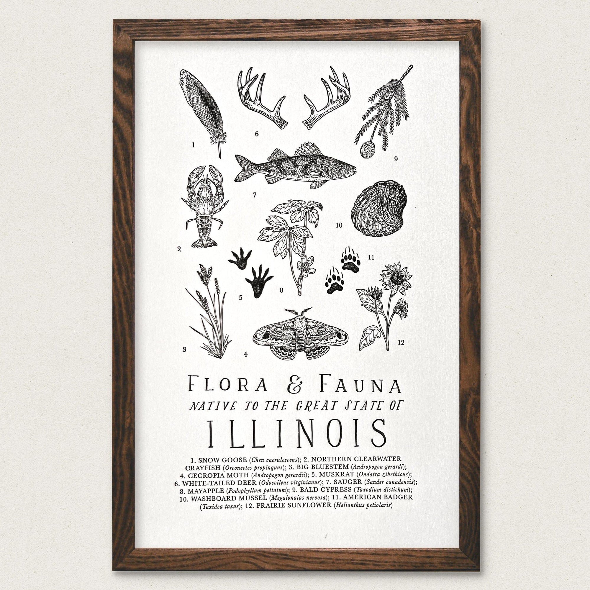 Illinois Field Guide Letterpress Print by The Wild Wander of various plants and aninmals.