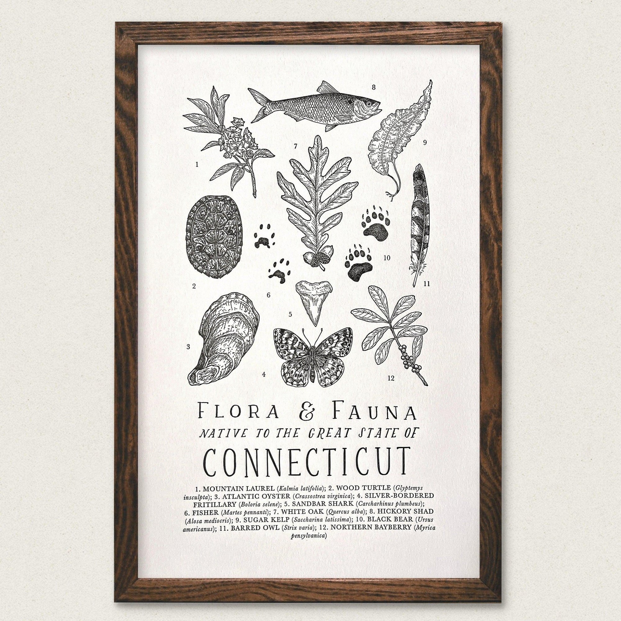 Connecticut Field Guide Letterpress Print featuring flora and fauna from Connecticut by The Wild Wander.