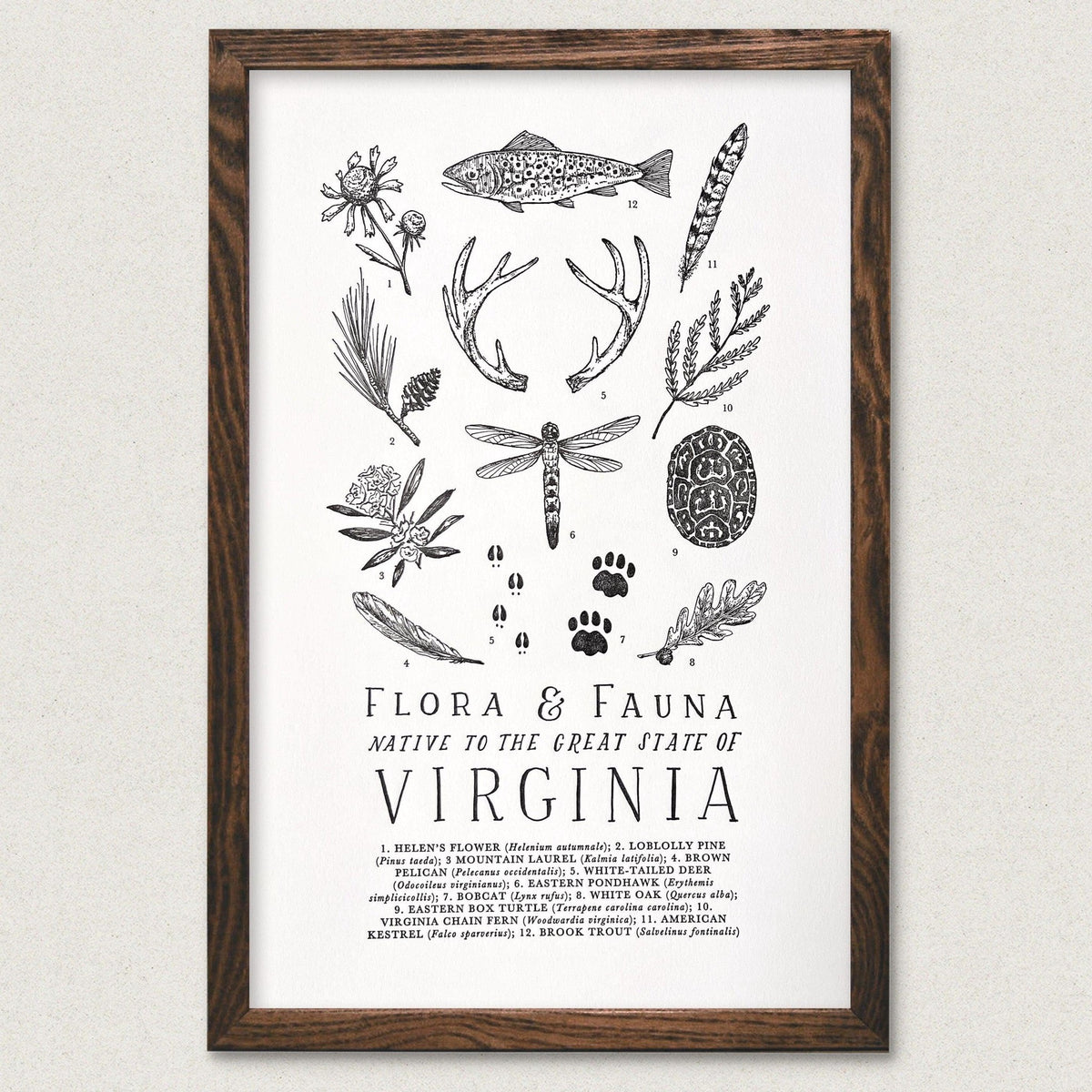 A framed Virginia Field Guide print with the name florida and flora in black and white by The Wild Wander.