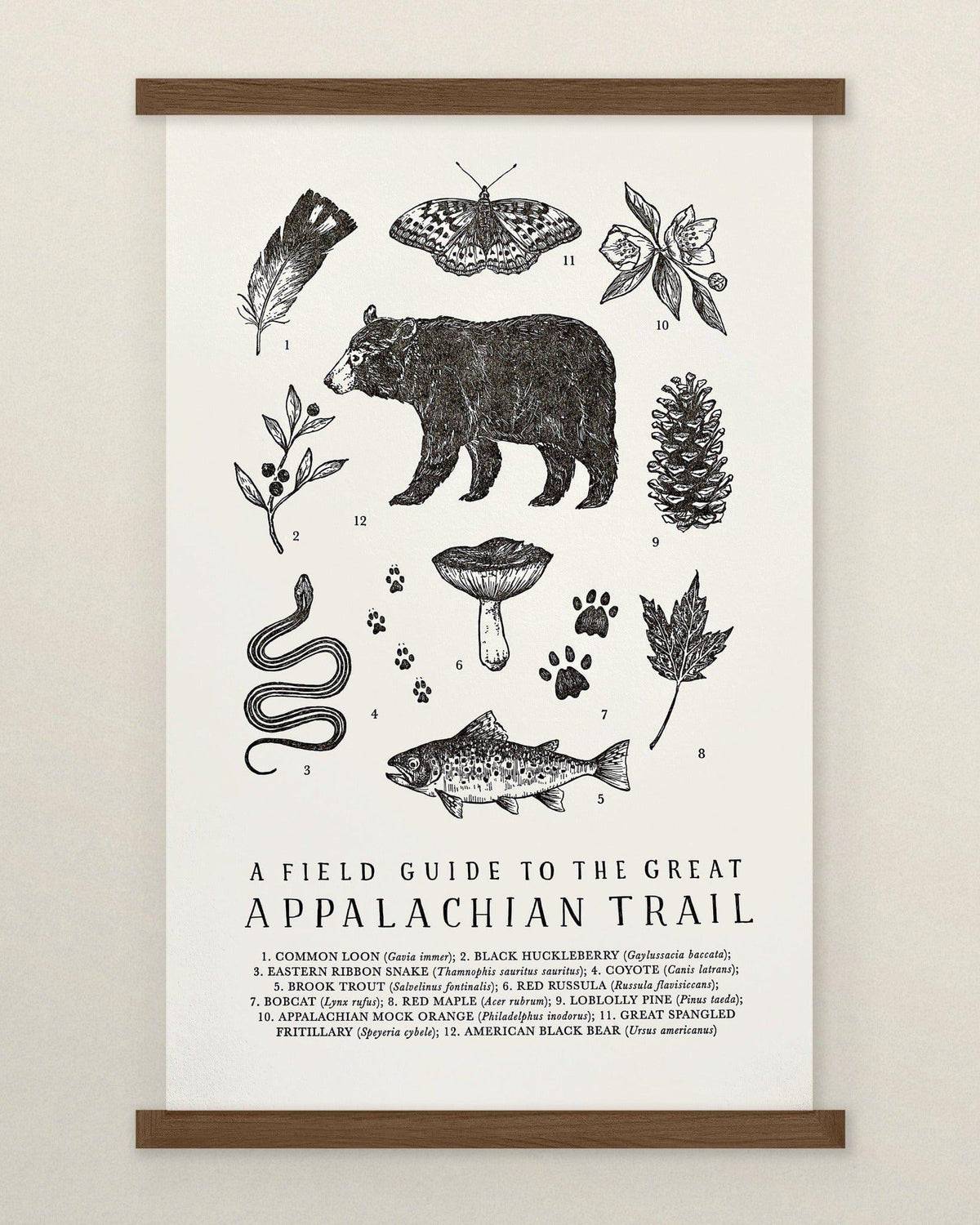 A field guide to the great Appalachian Trail poster becomes The Wild Wander&#39;s Appalachian Trail Field Guide Art Print.