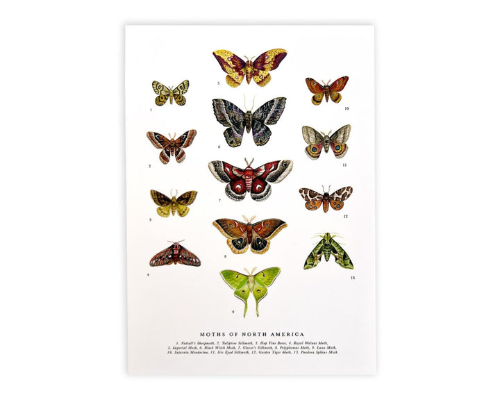 Moths of North America Postcard