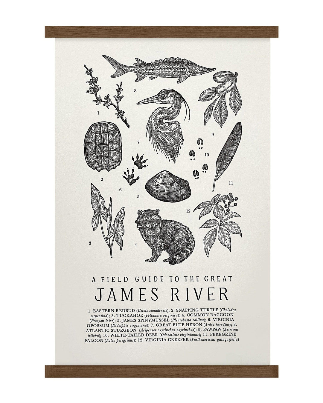 A "James River Field Guide Letterpress Print" that says a little history of James River, by The Wild Wander.