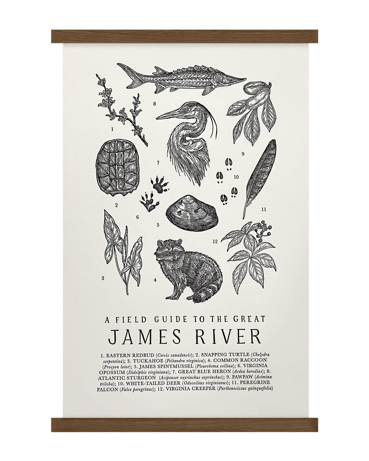 A &quot;James River Field Guide Letterpress Print&quot; that says a little history of James River, by The Wild Wander.