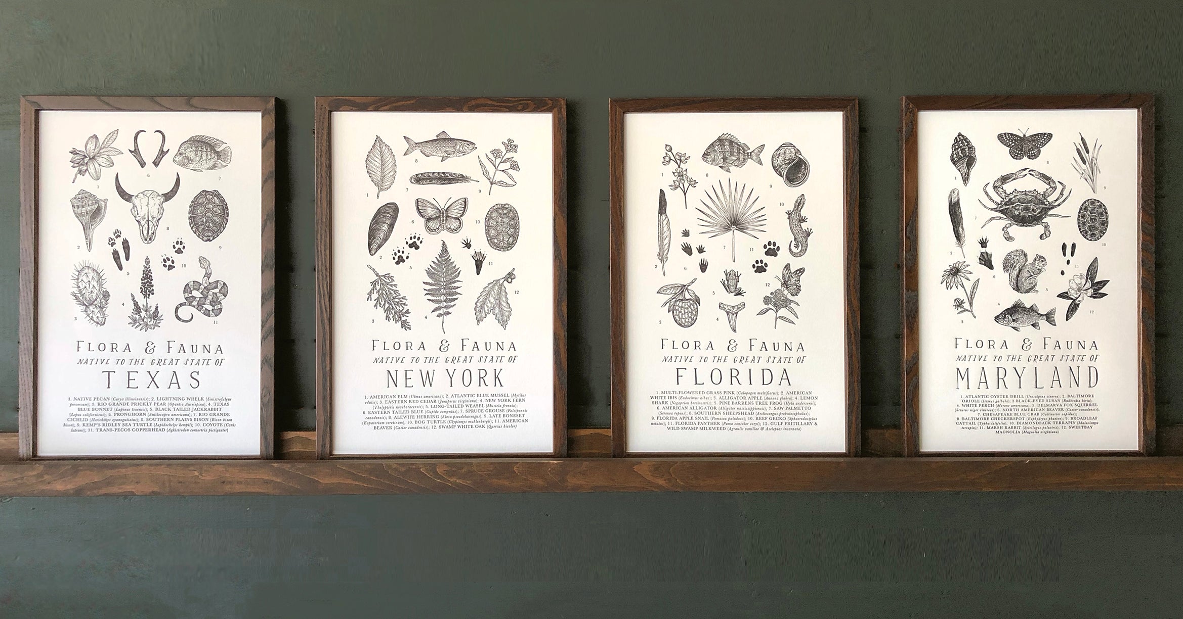 Four framed posters display illustrations of flora and fauna from Texas, New York, Florida, and Maryland on a wooden shelf against a green wall.