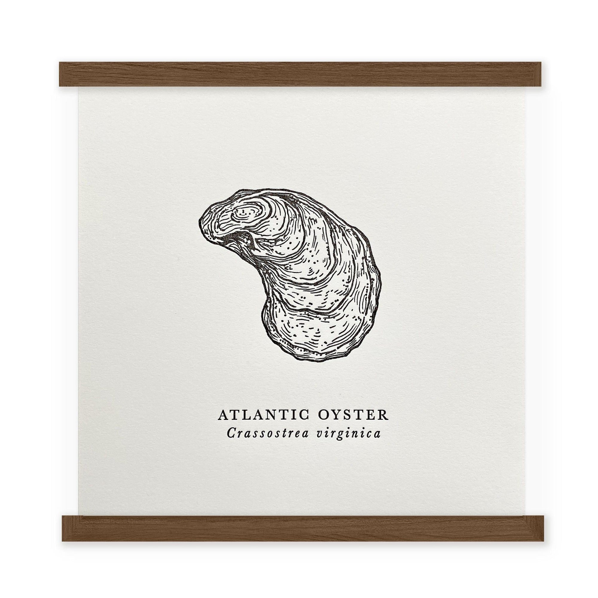 An illustration of an Atlantic Oyster Letterpress Print by The Wild Wander.