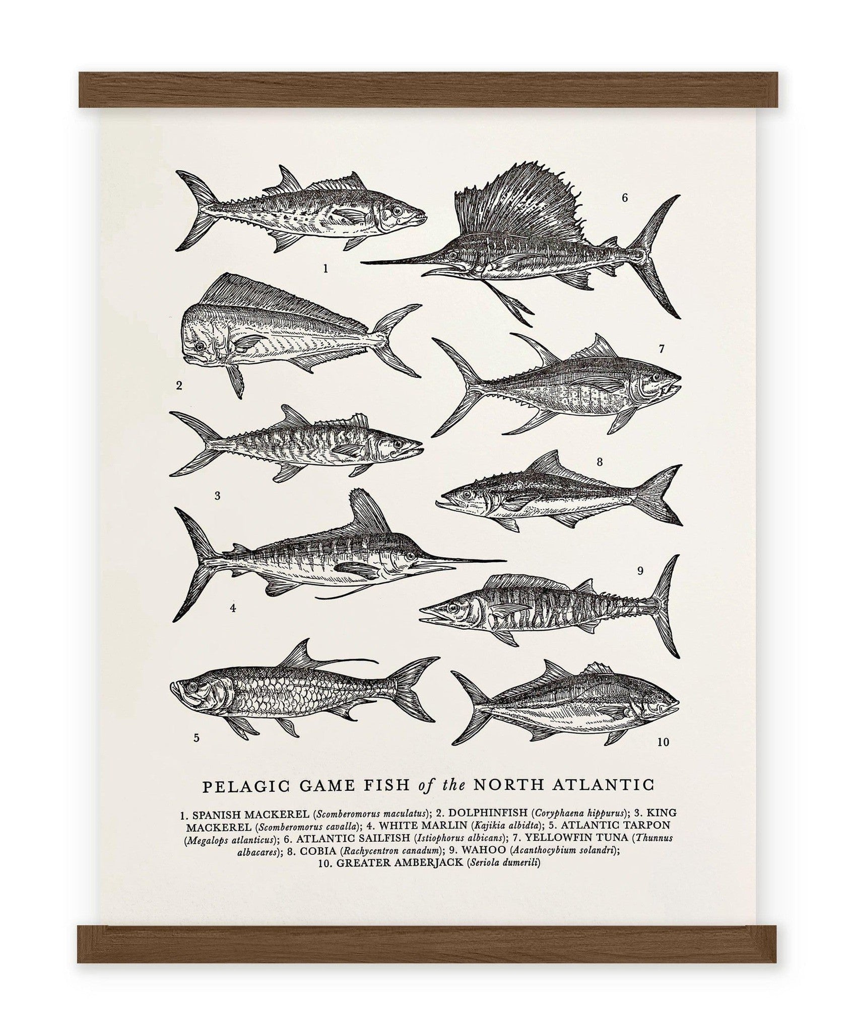 Atlantic Pelagic Fish Guide Letterpress Print - The Wild Wander