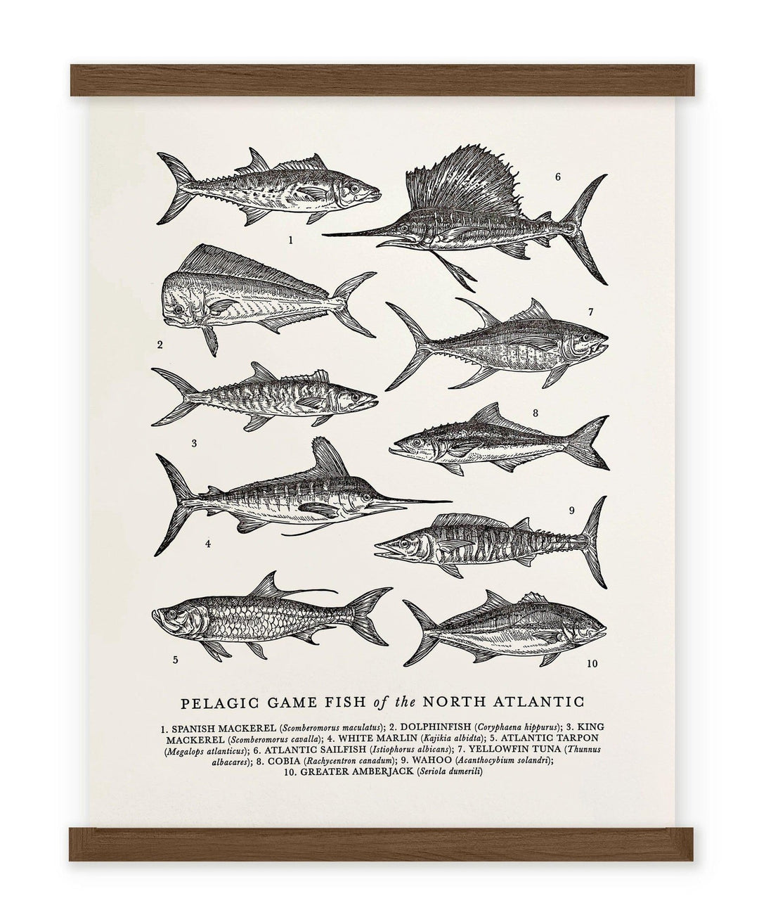 A black and white Atlantic Pelagic Fish Guide Letterpress Print from The Wild Wander.