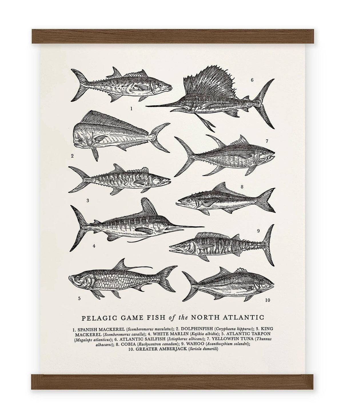A black and white Atlantic Pelagic Fish Guide Letterpress Print from The Wild Wander.