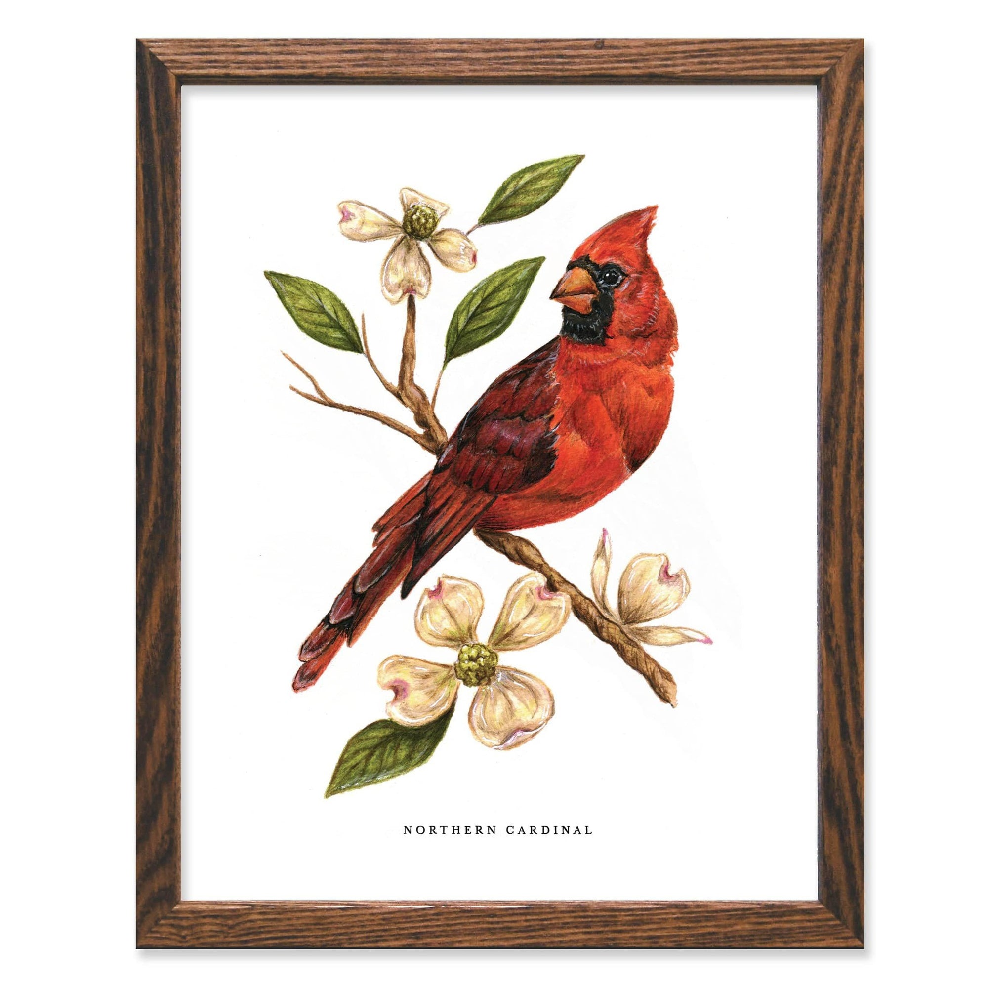 A Cardinal and Dogwood 11x14 Art Print by The Wild Wander of a red cardinal sitting on a branch.