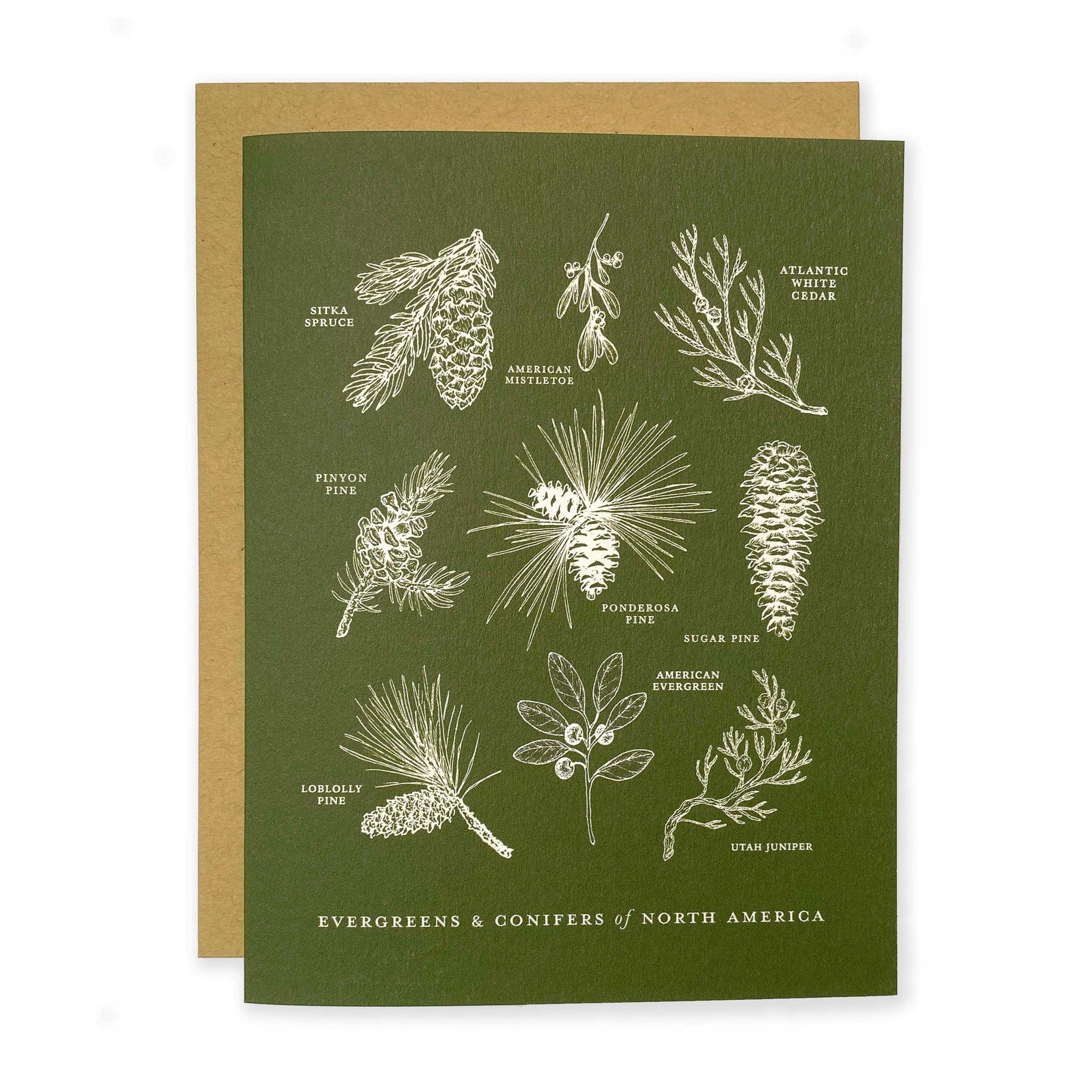 Evergreens and Conifers of North America Greeting Card by The Wild Wander.