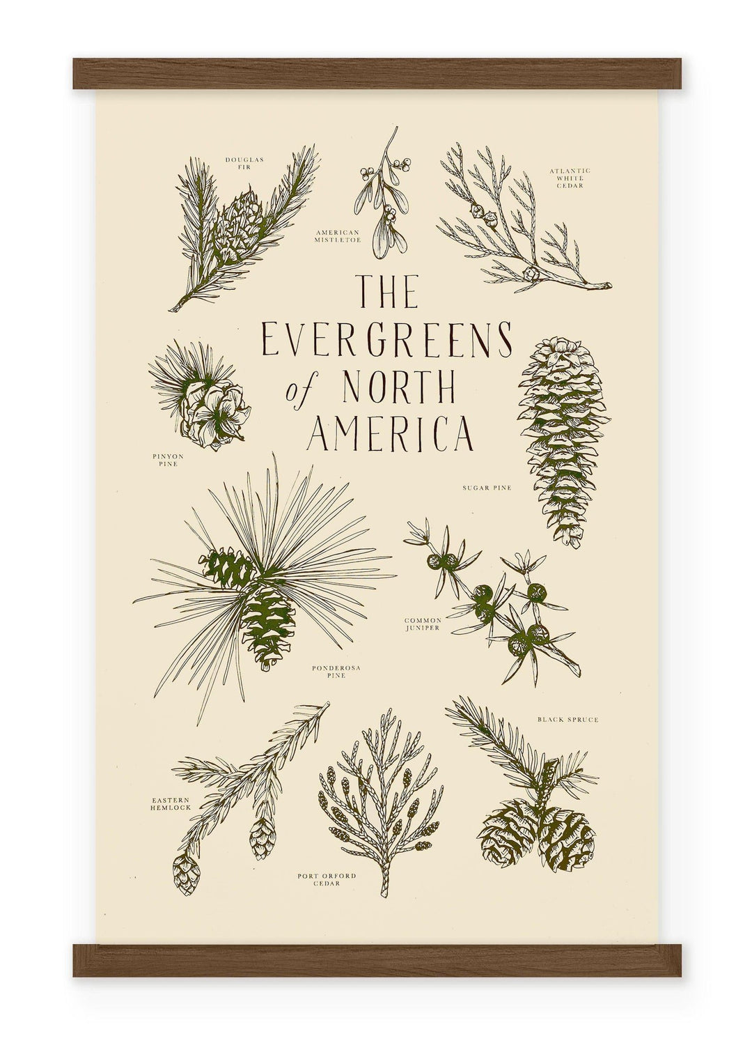 The Evergreens of North America 11x17 Print by The Wild Wander.