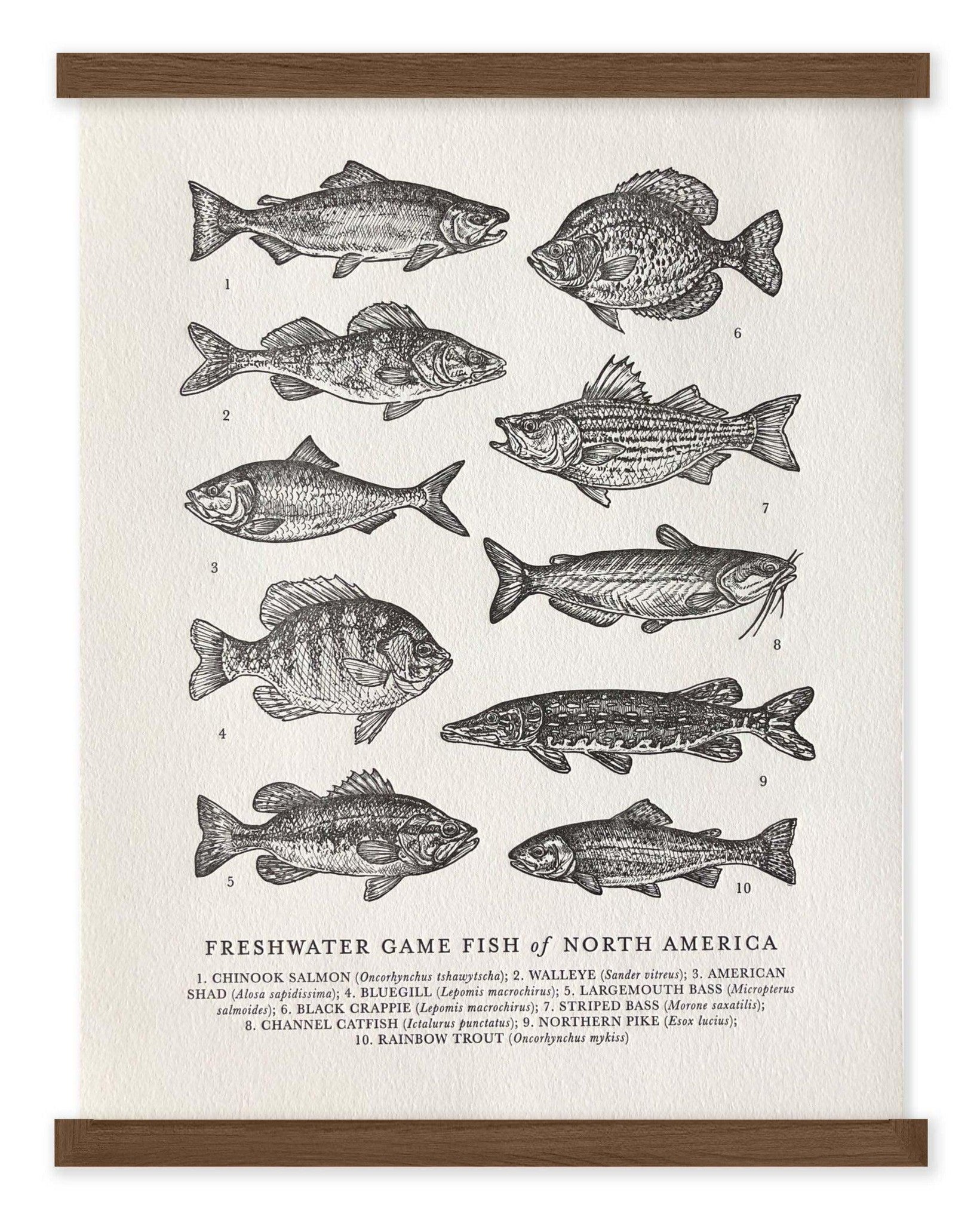 Freshwater Game Fish Guide Letterpress Print - The Wild Wander