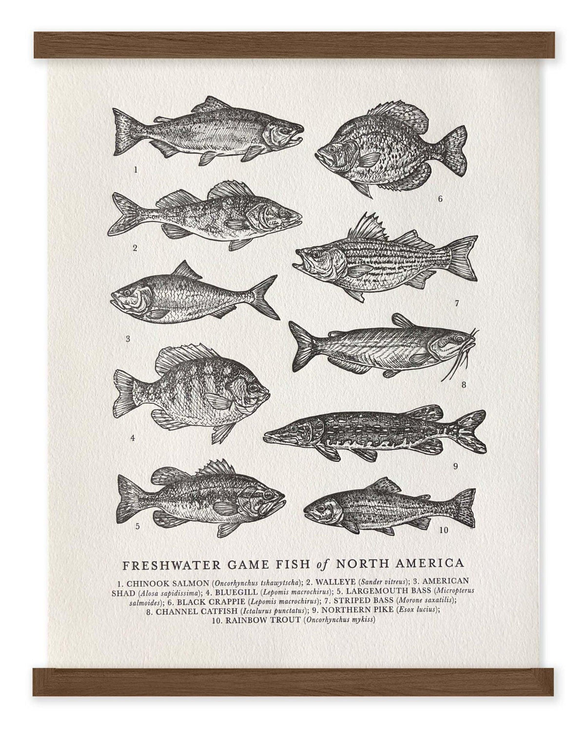 The Wild Wander Freshwater Game Fish Guide Letterpress Print.