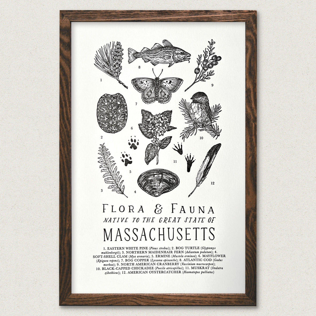 Massachusetts Field Guide Letterpress Print featuring plants and animals, by The Wild Wander.