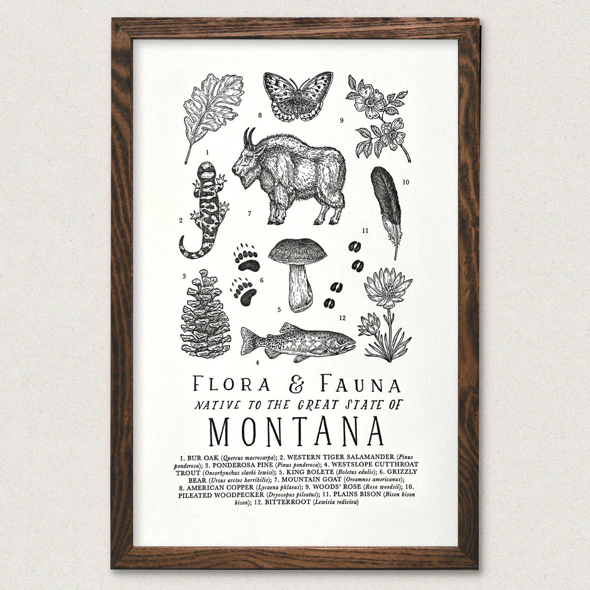 A Montana Field Guide Letterpress Print of various animals and plants by The Wild Wander.