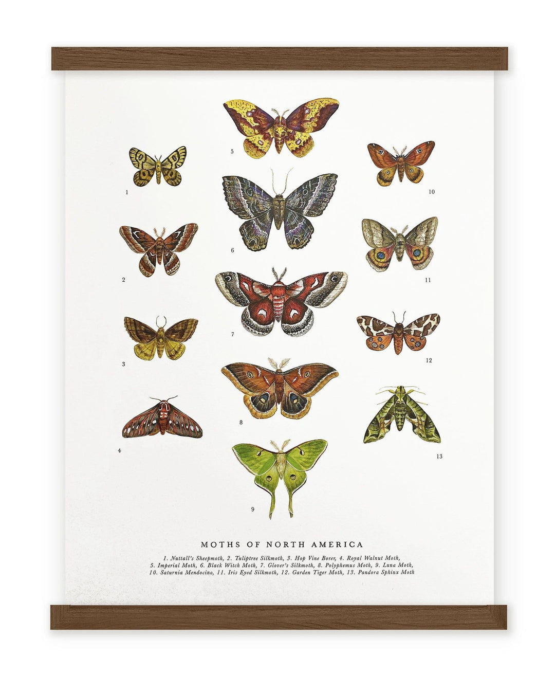An art print of "Moths of North America 11x14 Chart" by The Wild Wander.