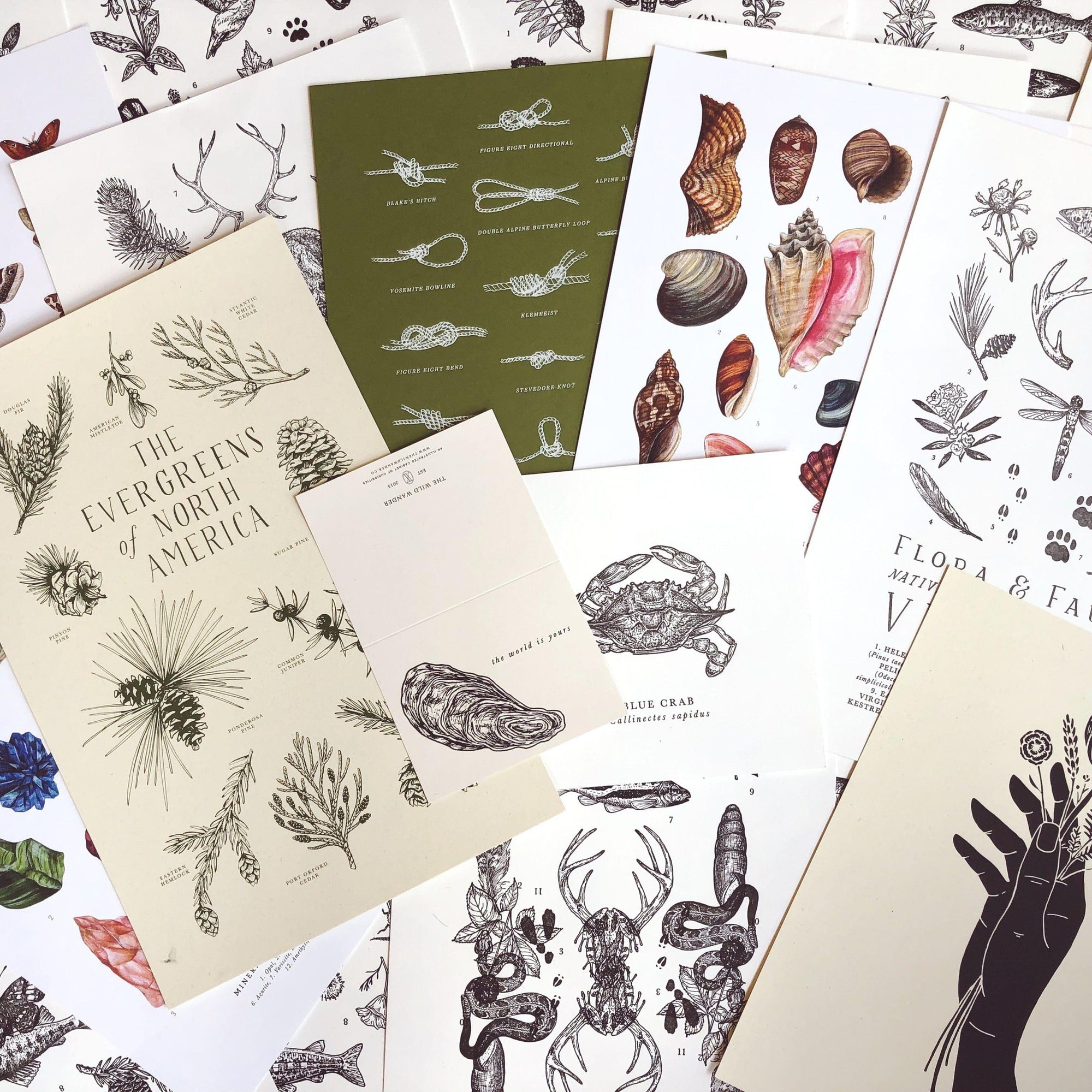 A collection of Mystery Stack cards with various images of plants and animals from The Wild Wander brand.