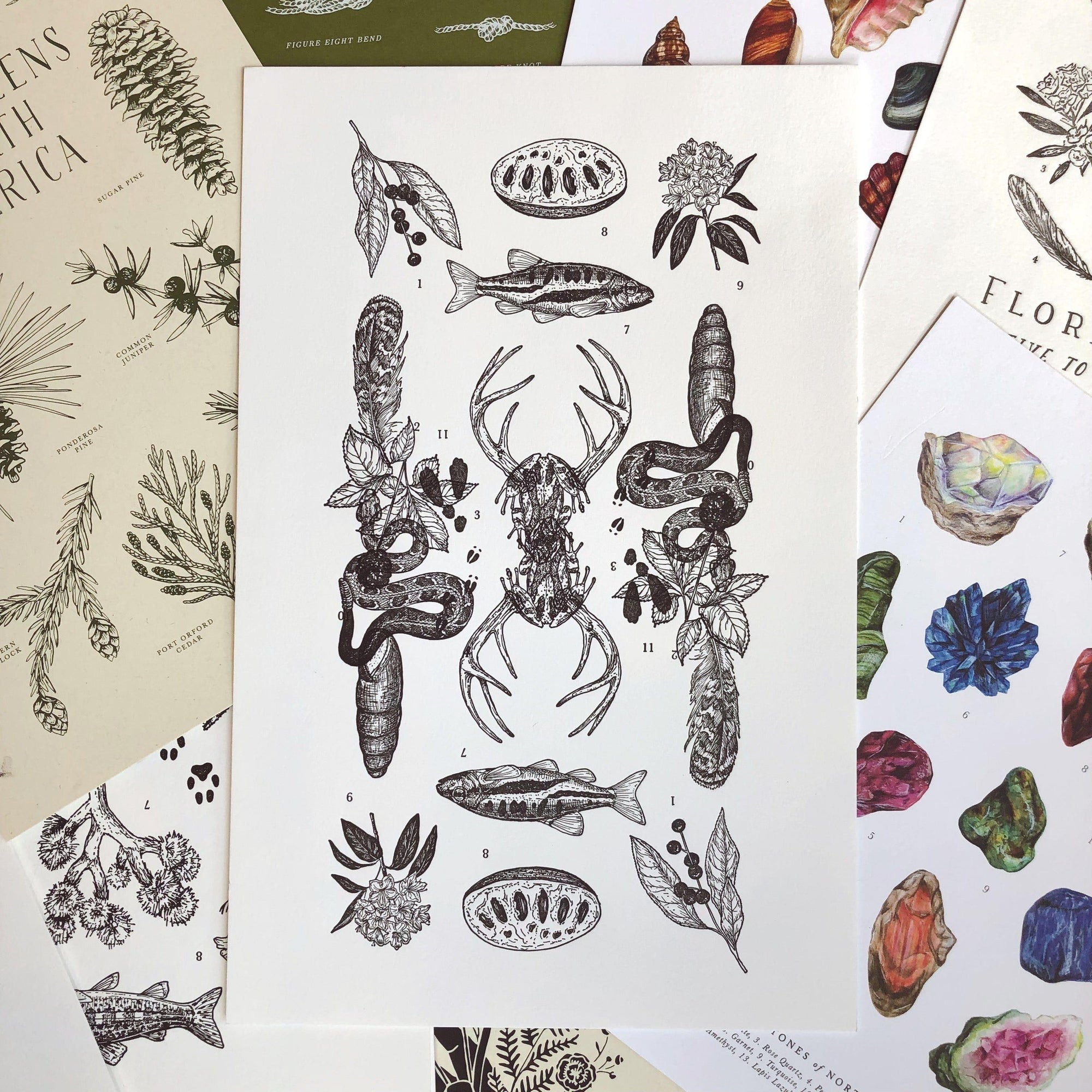 A collection of Mystery Stack cards with various images of plants and animals from The Wild Wander brand.