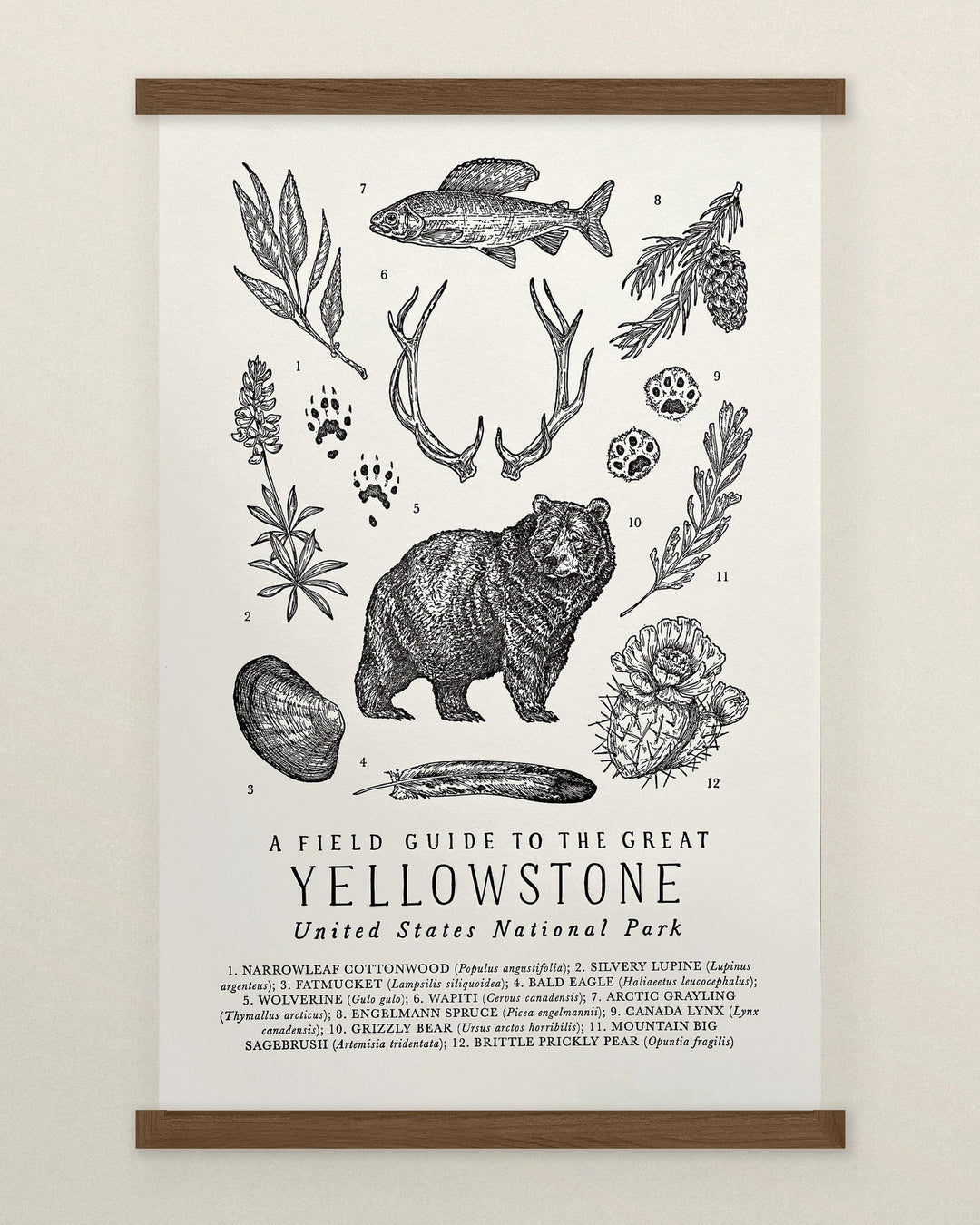 A Yellowstone National Park Field Guide Letterpress Print by The Wild Wander featuring animals and plants from the region.